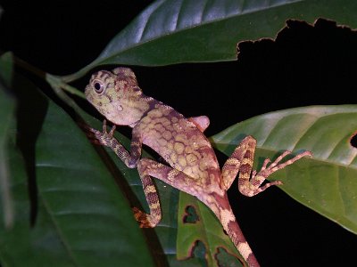 Agamid lizard (1)
